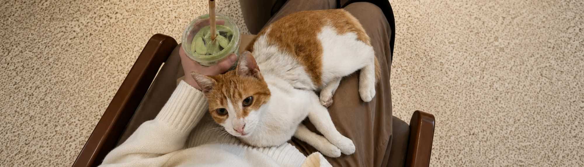 International Cat Day at Uptown Social