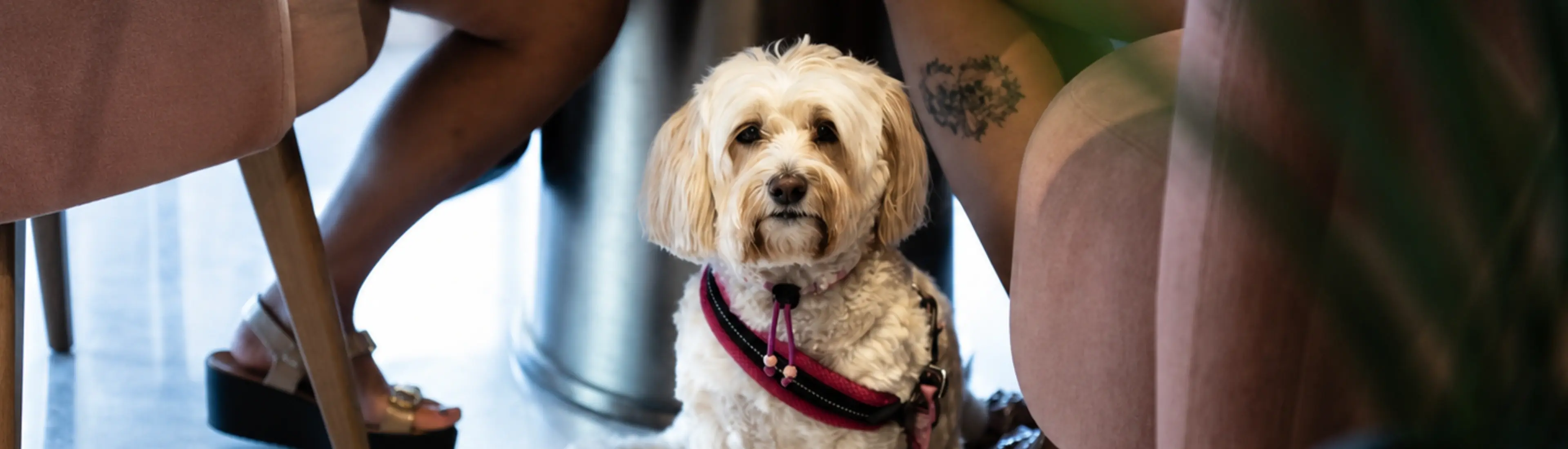 Paws & Perks at Uptown Social