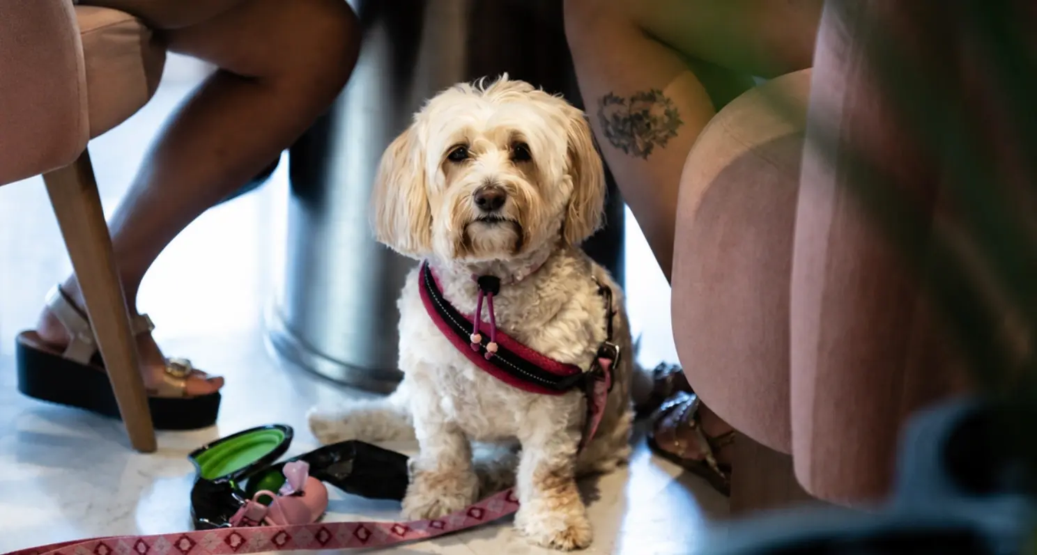 Paws & Perks at Uptown Social